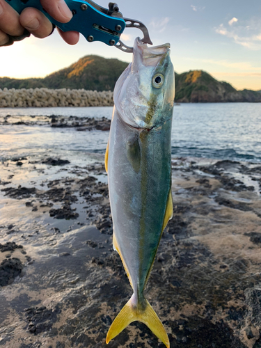 ハマチの釣果