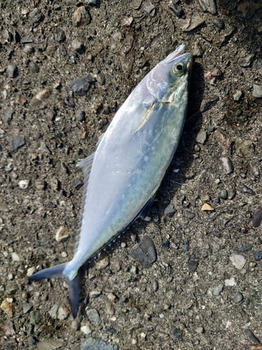 イケカツオの釣果