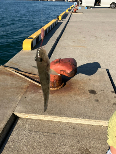 ハゼの釣果