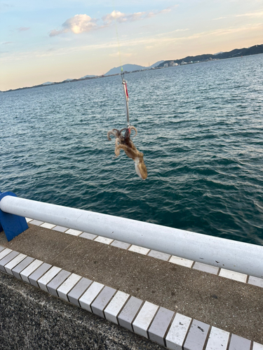 タコの釣果