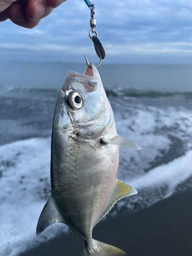 メッキの釣果