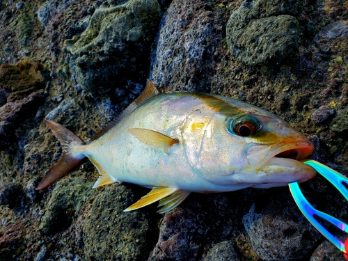 ショゴの釣果