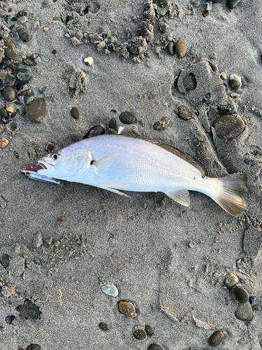 ニベの釣果