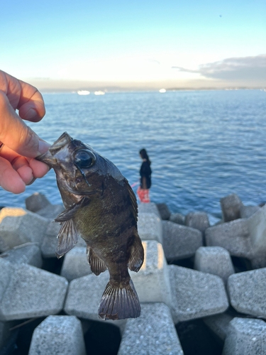 メバルの釣果