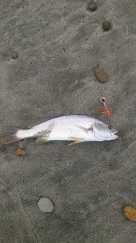 ニベの釣果