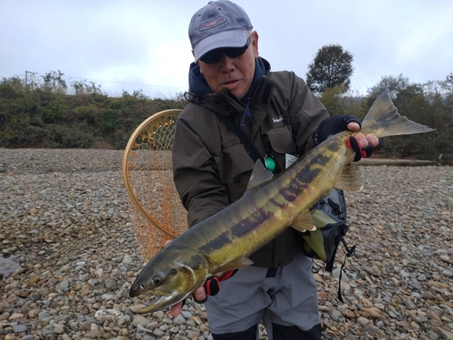 シロザケの釣果