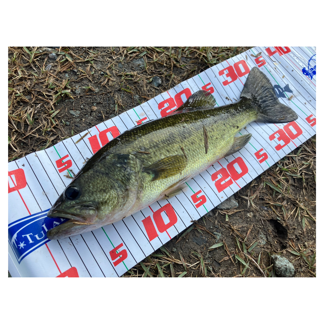 DAIWA 19ブラックレーベル SG 742HFBの最安値・インプレ・釣果