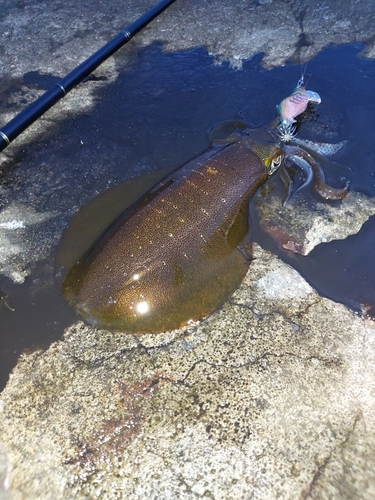 アオリイカの釣果