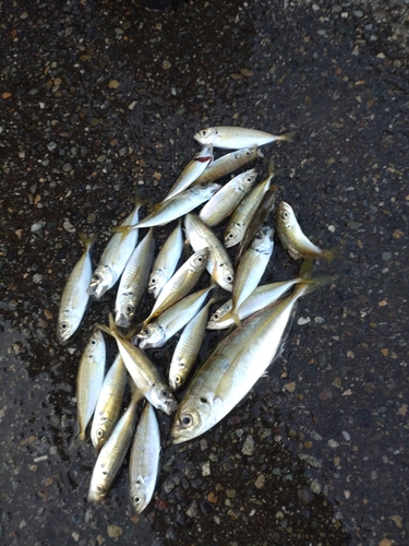 アジの釣果