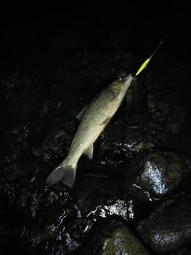 ウグイの釣果