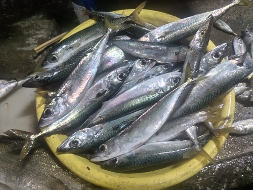 サバの釣果