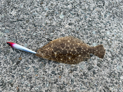 ヒラメの釣果