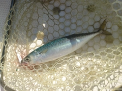 サバの釣果