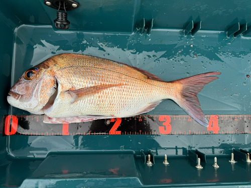 マダイの釣果