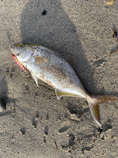 ショゴの釣果