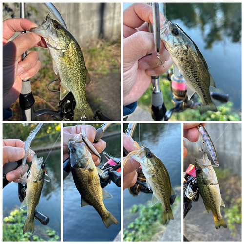 ブラックバスの釣果