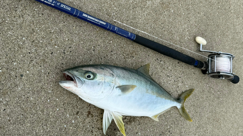 ヒラマサの釣果