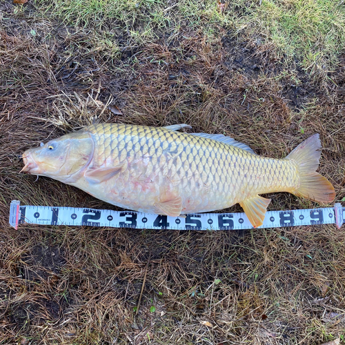 コイの釣果