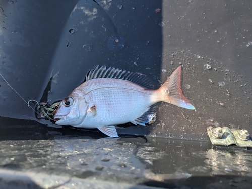 チャリコの釣果