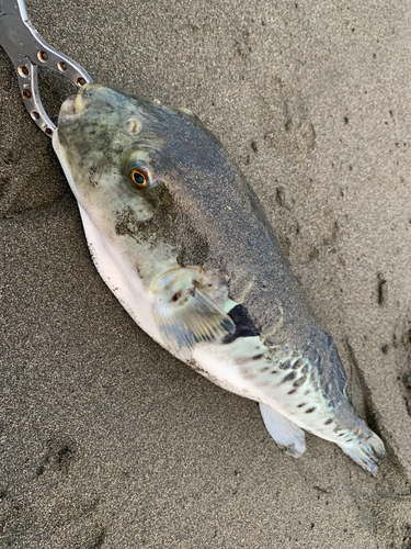 トラフグの釣果