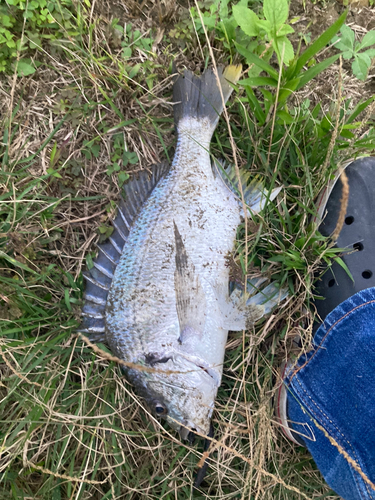 チヌの釣果