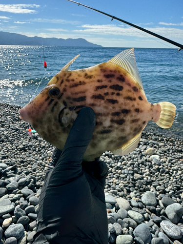 カワハギの釣果