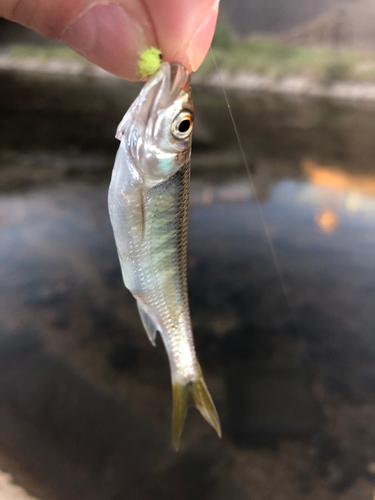 オイカワの釣果