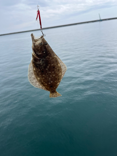 ソゲの釣果