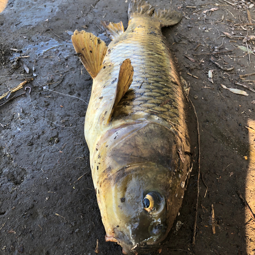 コイの釣果