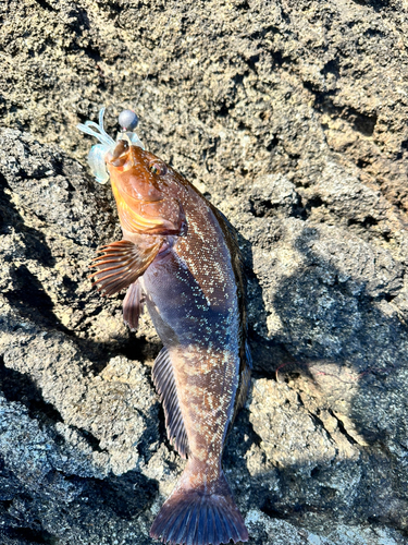 アイナメの釣果