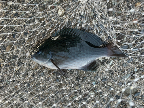 メジナの釣果