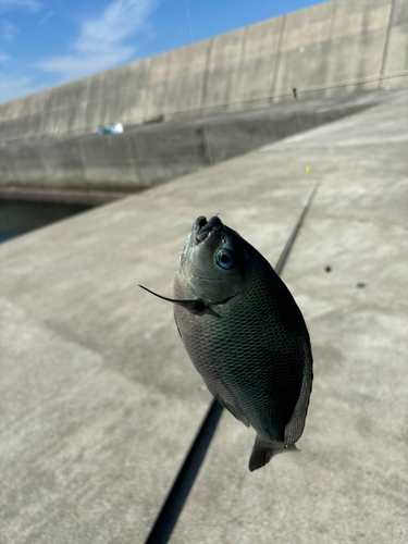 グレの釣果