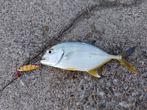 メッキの釣果