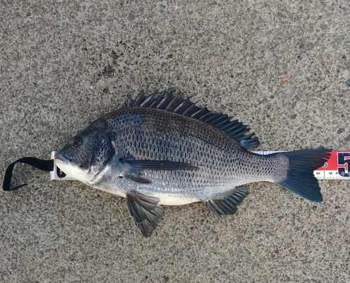 クロダイの釣果