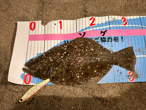 ヒラメの釣果