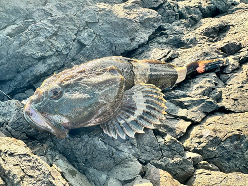 カジカの釣果