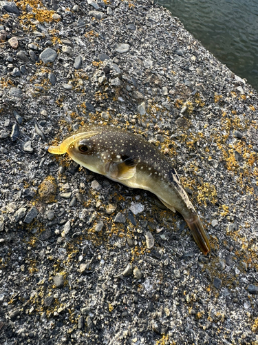 クサフグの釣果