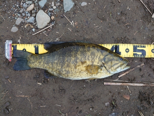 スモールマウスバスの釣果