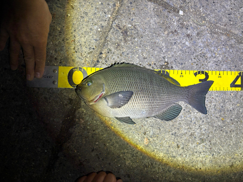 メジナの釣果