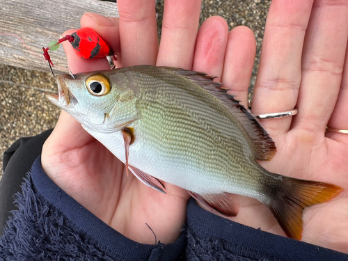 ヒメフエダイの釣果