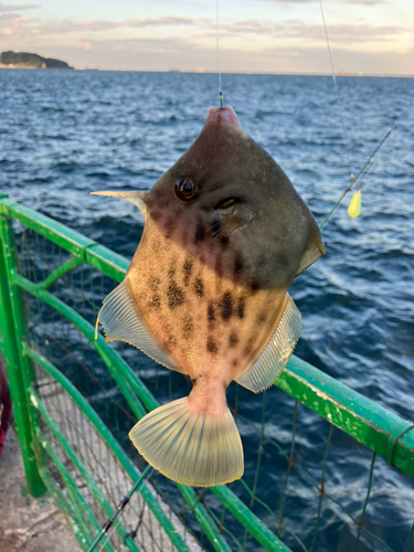 カワハギの釣果