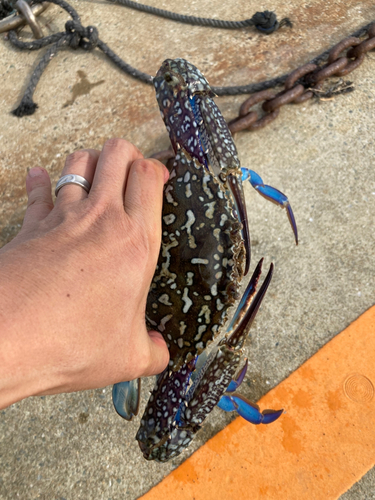 タイワンガザミの釣果