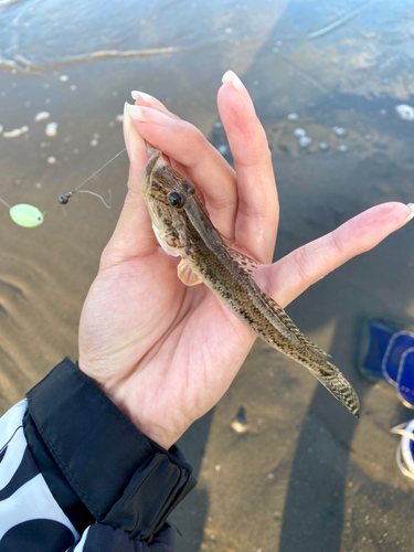 マハゼの釣果