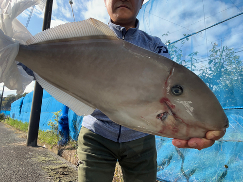 ウスバハギの釣果