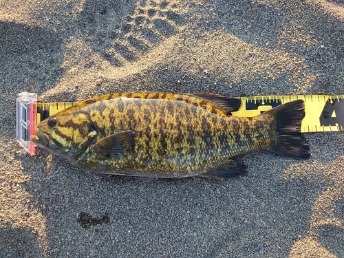 スモールマウスバスの釣果