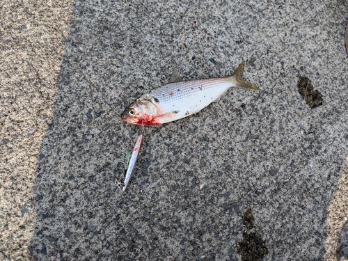 コハダの釣果