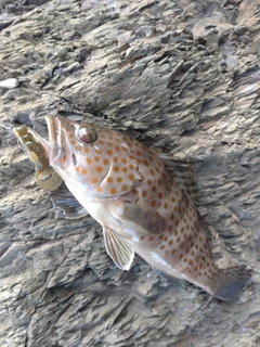 オオモンハタの釣果