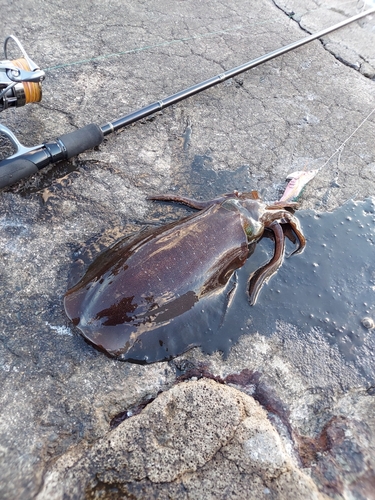 アオリイカの釣果