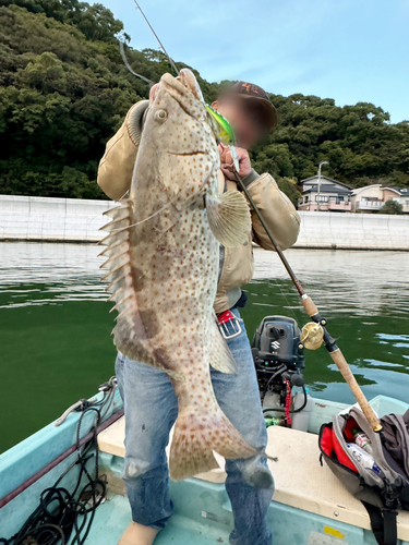 チャイロマルハタの釣果