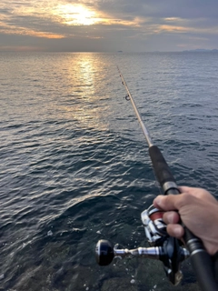 サヨリの釣果